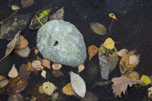 Nahaufnahme Von Blättern Unter Eis — Stockfoto