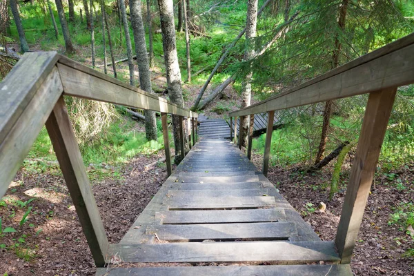 Wooden stairs in forest