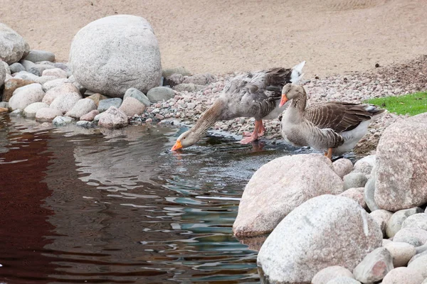 Geese drinking from pond