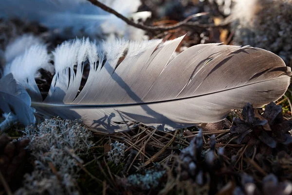 Single bird feather on ground at forest