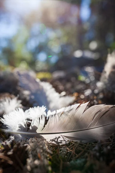 Single bird feather on ground