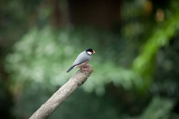 Small exotic bird on branch