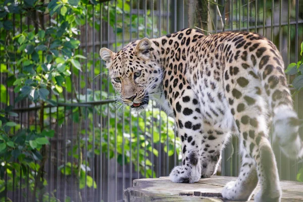 Leopard big cat close view