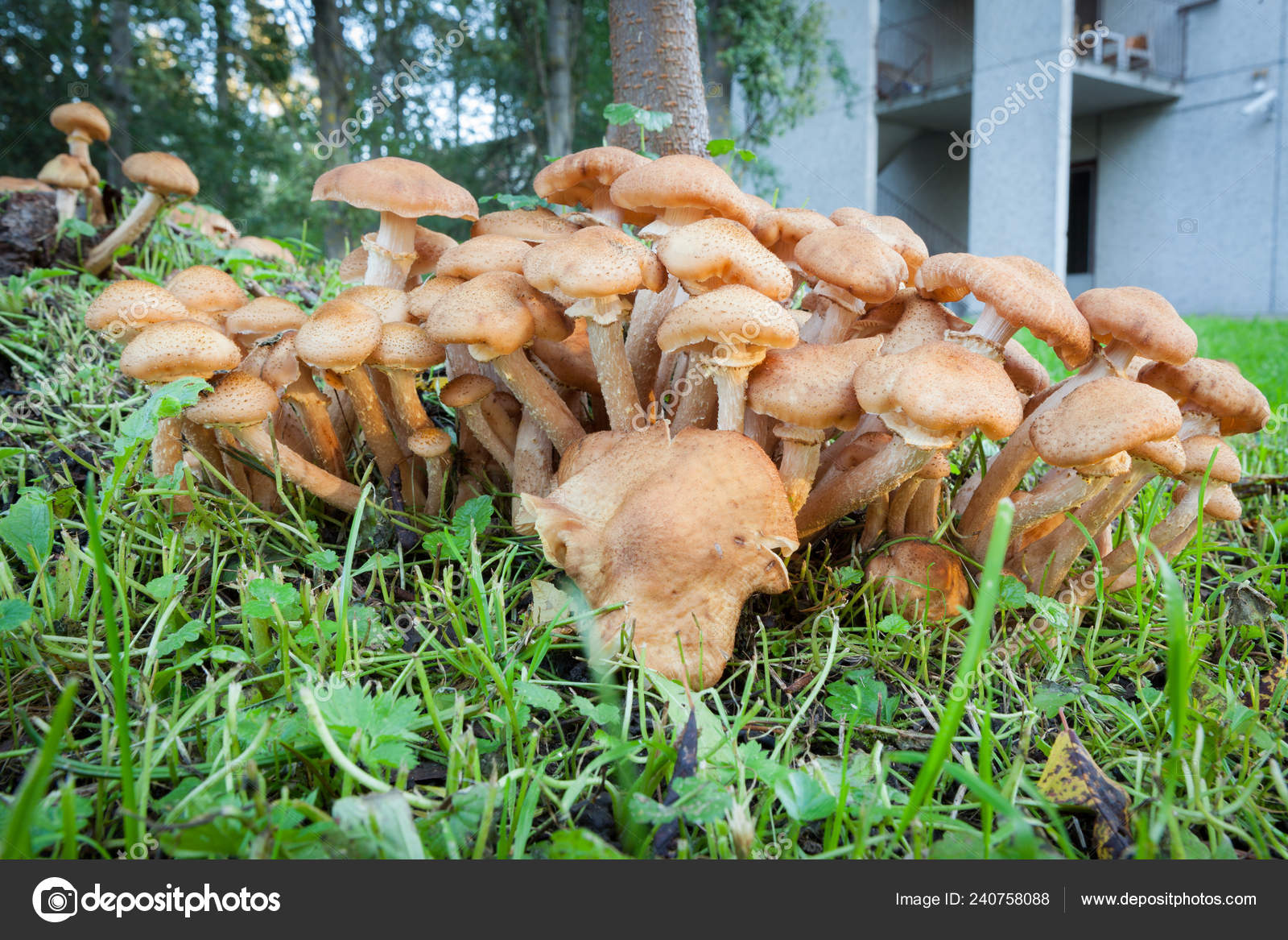 Mushrooms Growing In Yard Stock Photo C Juhku 240758088