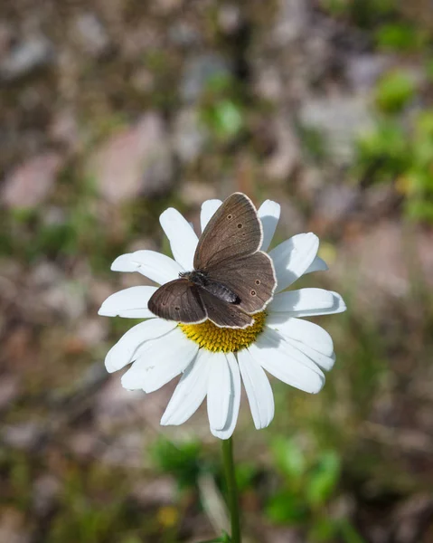 Butterfly in flower wings open