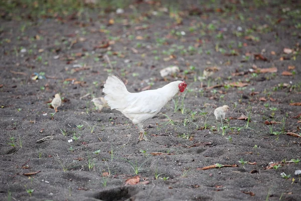 Chicken family searching food at beach