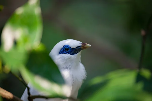 White exotic bird on a branch