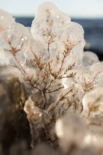 Small plant covered in ice