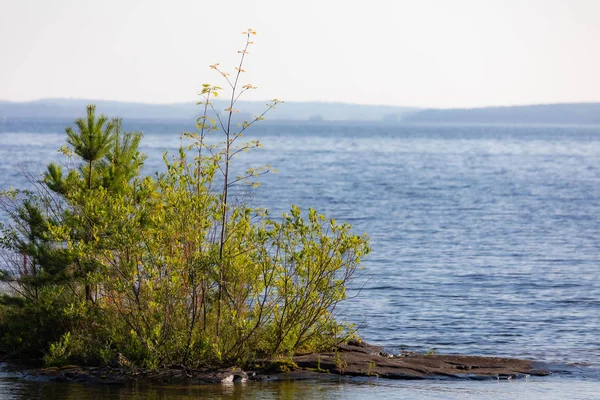 Small rock with small trees and lake scenery