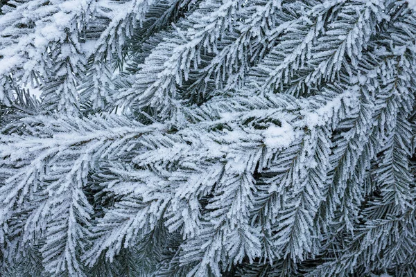 Hoarfrost in spruce tree branches at winter day