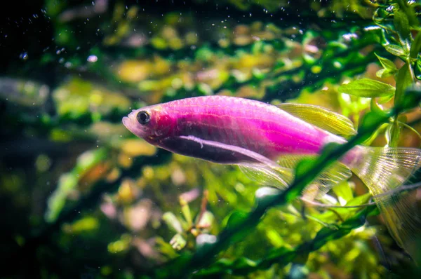 Kleine Fische Aquarium — Stockfoto