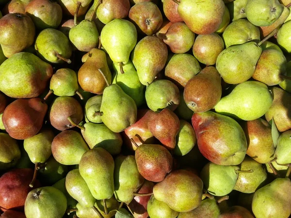 Frutos Peras Cosechadas Almacenadas Para Transporte Agricultura Ecológica —  Fotos de Stock