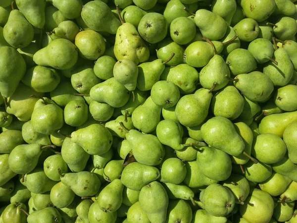 Frutos Peras Cosechadas Almacenadas Para Transporte Agricultura Ecológica —  Fotos de Stock