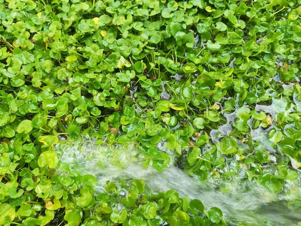 Hierba Agua Césped Jardín — Foto de Stock