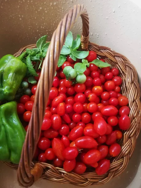 Cesta Tomates Recém Colhidos — Fotografia de Stock