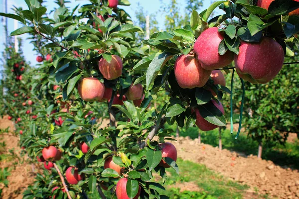 Apples grown in agriculture, Organic products