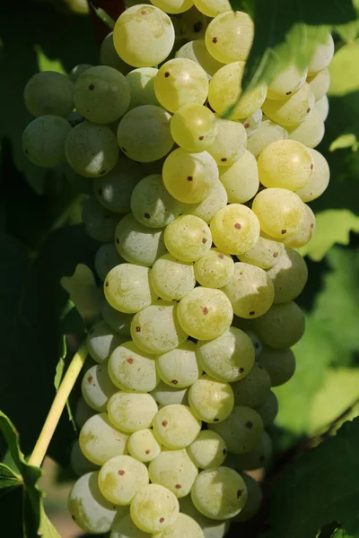 Racimos Uvas Blancas Para Viticultura Para Producción Vino Detalle — Foto de Stock