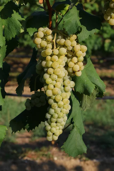 Bunches White Grapes Viticulture Production Wine Detail — Stock Photo, Image