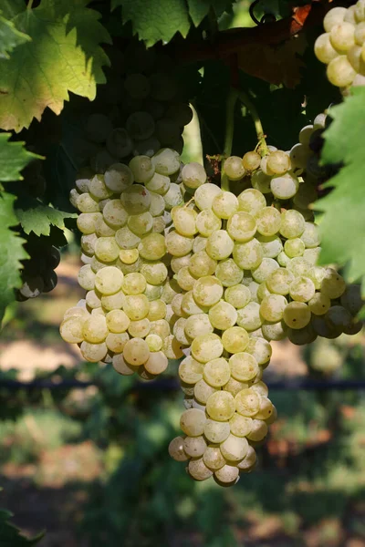 Racimos Uvas Blancas Para Viticultura Para Producción Vino Detalle — Foto de Stock