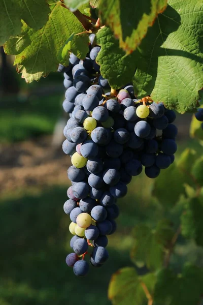 Manojos Uvas Negras Para Producción Vino Lambrusco Emilia Romagna Italia — Foto de Stock
