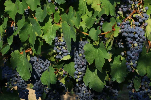 Manojos Uvas Negras Para Producción Vino Lambrusco Emilia Romagna Italia — Foto de Stock