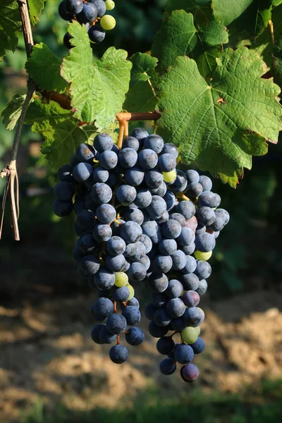 Manojos Uvas Negras Para Producción Vino Lambrusco Emilia Romagna Italia — Foto de Stock