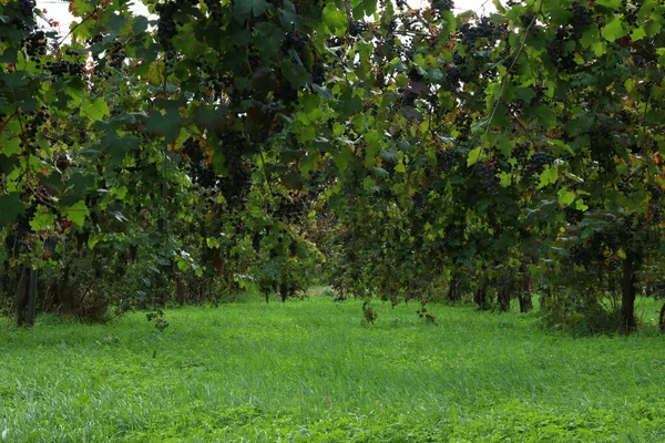 Ramos Uvas Negras Para Producción Vino Lambrusco Emilia Romaña Italia — Foto de Stock