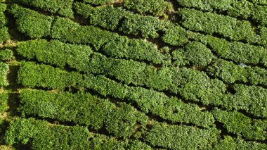Yeşil manzara çekici görünümünü çay plantasyon Cameron Highlands
