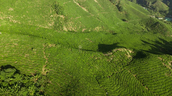 Green landscape of tea plantation in Malaysia
