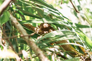 Bohol Tarsier tapınağında küçük tarsier, Cebu, Filipinler. Yok olma tehlikesiyle karşı karşıya olan en küçük primat