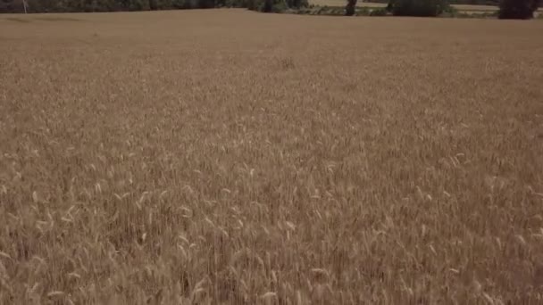 リエイダ カタルーニャ スペインで収穫前に小麦畑上のドローン飛行 — ストック動画