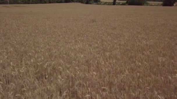 Voo Drone Sobre Campo Trigo Antes Colheita Lleida Catalunha Espanha — Vídeo de Stock