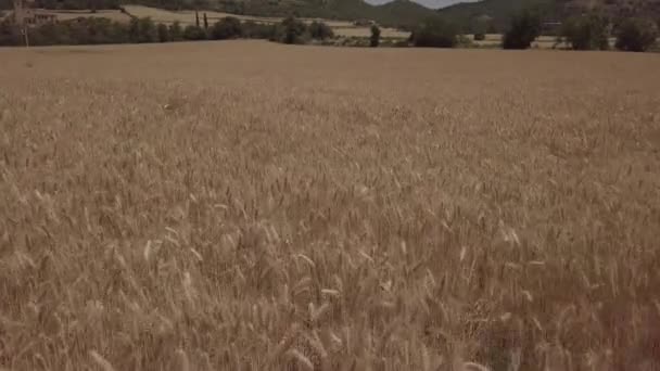 Vol aérien au-dessus du champ de blé à Lleida, Catalogne, Espagne 