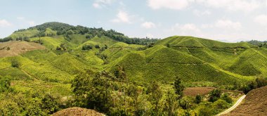 Cameron Highlands, Malezya 'da ünlü çay tarlası panoramik görünümü (Asya)
