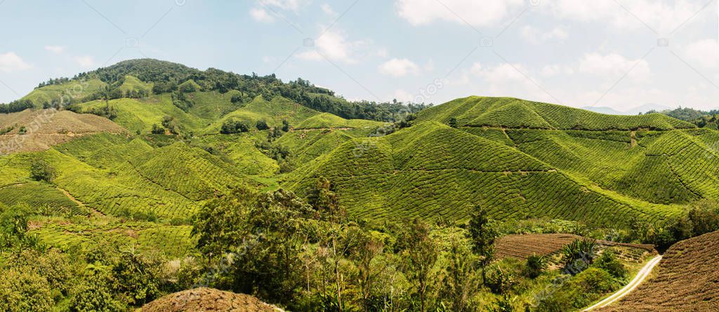Panoramic view of Cameron Highlands, famous tea plantation in Malaysia (Asia)