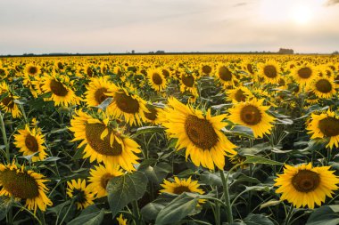 Kırsal alanda ayçiçeği tarlası
