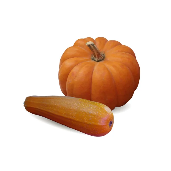 Pumpkin and zucchini. — Stock Vector