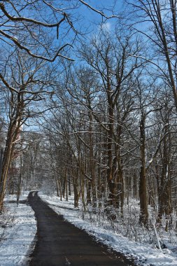 Kış orman yolu. Hiç kimse. Ağaçların dalları üzerinde kar. Kış güneşli gün. 