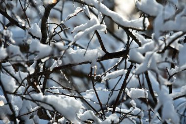 Ağaçların dalları üzerinde kar. Soyut doku. Mavi gökyüzü. Kış.