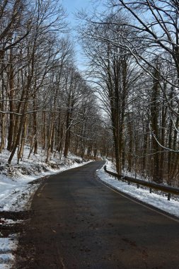 Kış orman yolu. Hiç kimse. Ağaçların dalları üzerinde kar. Kış güneşli gün.