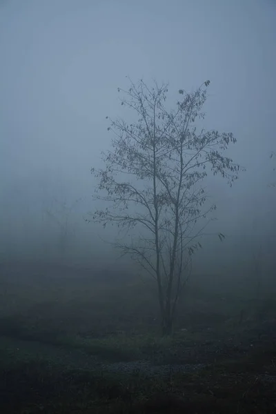 Tree in thick fog — Stock Photo, Image