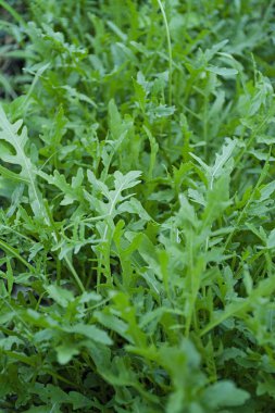 Taze arugula. Bahçede sulu yeşil arugula yetişir.