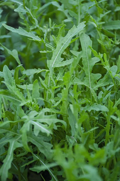 Taze arugula. Bahçede sulu yeşil arugula yetişir.