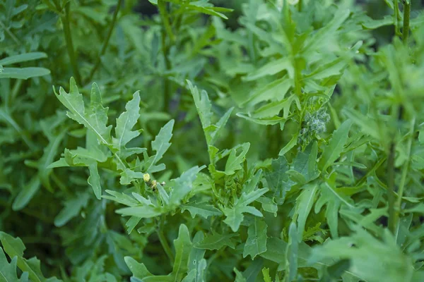 Taze arugula. Bahçede sulu yeşil arugula yetişir.