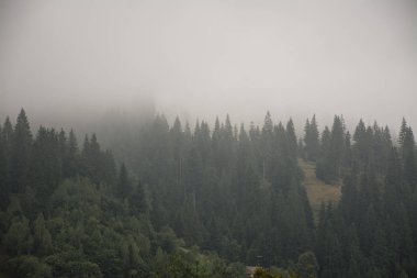 Bir doğa rezervinde bir dağ yamacında sisli orman. Sisteki dağ.
