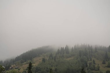 Bir doğa rezervinde bir dağ yamacında sisli orman. Sisteki dağ.