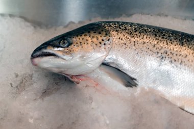 Taze yakaladı somon fishmongers levha buza yatıyor