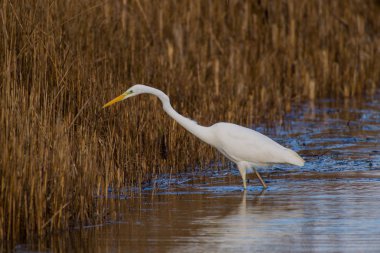 Bir büyük beyaz ak balıkçıl balıkçılık reedbeds