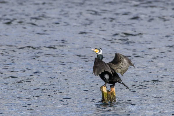 A cormorant balances and stretches it\'s wings on a post over a lake