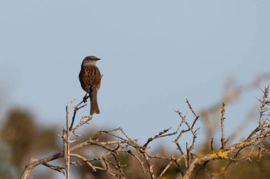 Kuş, kahverengi, sarımsı, Bush, bülbülü, tüyler, Gorse, gri, izole, kilitler ortak, Mid Glamorgan, soluk, Passeriformes, Porthcawl, Prunellidae, bitki örtüsü, Galler, izole, yaban hayatı, arka plan, gökyüzü